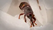 This Weevil Was Born in Your Rice and It’s Hungry