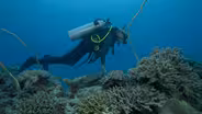 Coral Collection