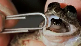 Meet the Gastric-Brooding Frog