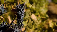 Winemaking (Preview)