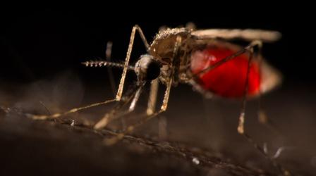 Video thumbnail: NOVA Why Mosquitos Are Humanity’s Deadliest Creature