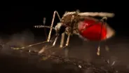 Why Mosquitos Are Humanity’s Deadliest Creature