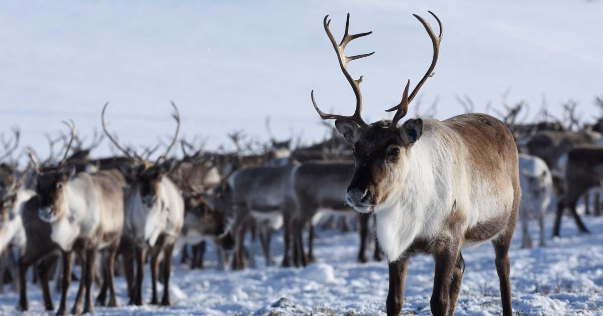 Nature | Reindeer Cyclone | Season 37 | Episode 10 | PBS