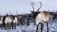 Reindeer Cyclone