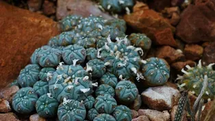 Psychedelics as Medicine: The History of Peyote