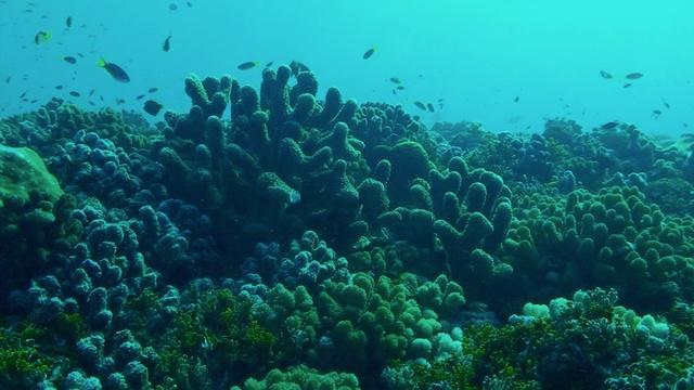 Changing Seas | Reefs of Rangiroa