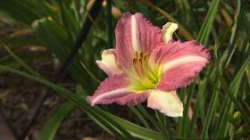 Video thumbnail: Volunteer Gardener Volunteer Gardener 2747