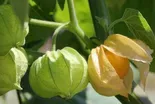 Fast Forage: Ground Cherry Plant