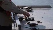 Muzzleloaders, Mussels, and Mushrooms