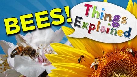 Video thumbnail: Georgia Stories What's Happening to All the Bees?