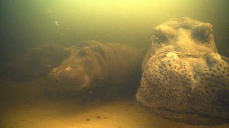 Video thumbnail: Nature Inside NATURE – Hippos: Africa's River Giants