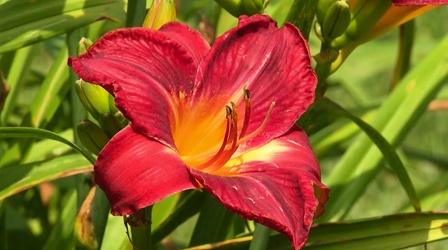 Video thumbnail: Virginia Home Grown Visit a Garden Known for Daylilies