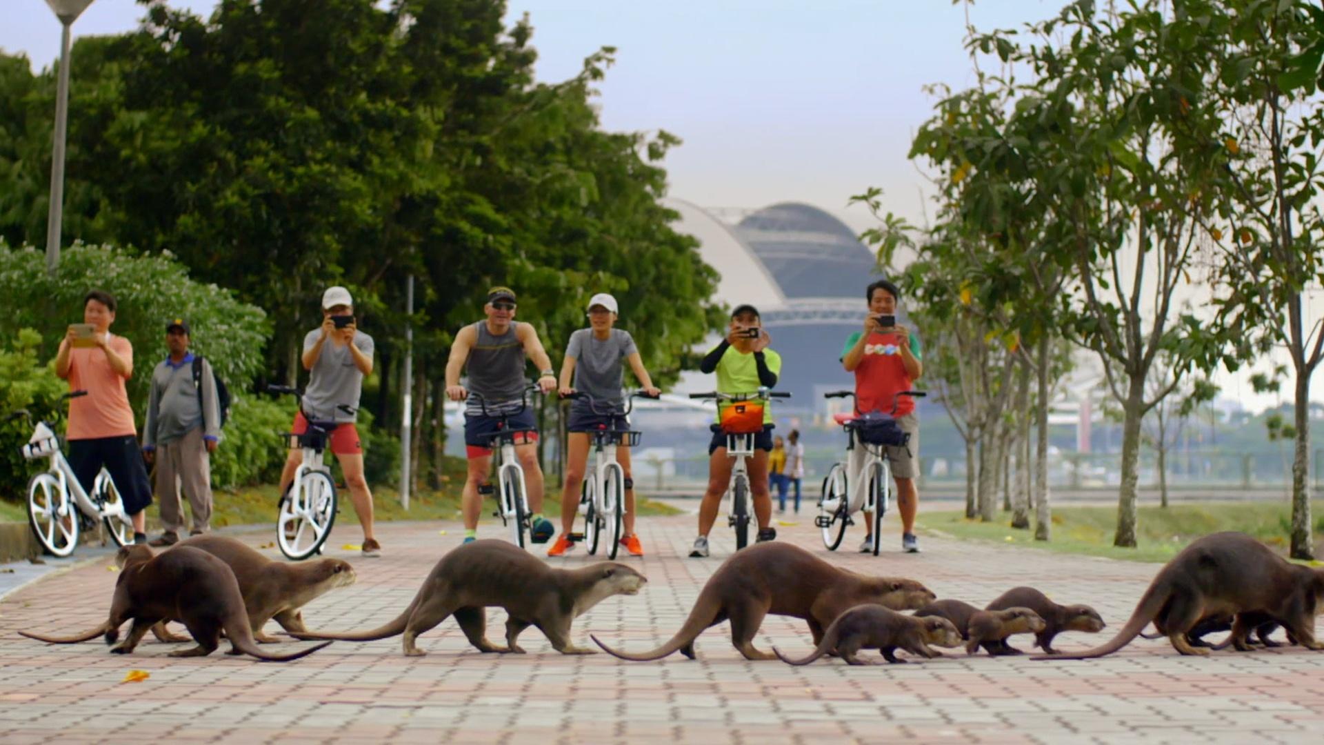 From New York to Kolkata, sharing space with wildlife in our cities comes with surprising benefits.