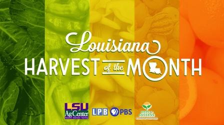 Video thumbnail: Louisiana Public Broadcasting Presents Harvest of the Month