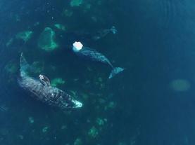 Using Drones to Solve 170-Year Bowhead Whale Mystery