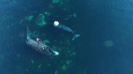 Video thumbnail: NOVA Using Drones to Solve 170-Year Bowhead Whale Mystery