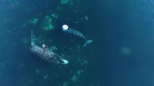 Using Drones to Solve 170-Year Bowhead Whale Mystery