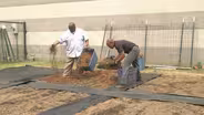 Laying Organic Mulch & Summer-Blooming Shrubs