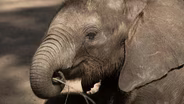 Naledi: One Little Elephant