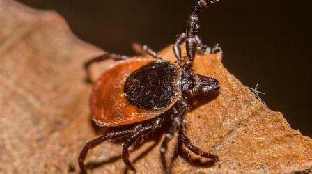 Video thumbnail: PBS NewsHour Dogs can get a Lyme disease vaccine. Why can’t humans?