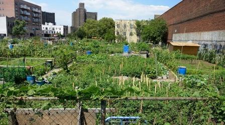Video thumbnail: Basic Black Food Justice in the Community
