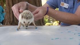 Video thumbnail: KPBS/Arts Art Entertainment at the Zoo