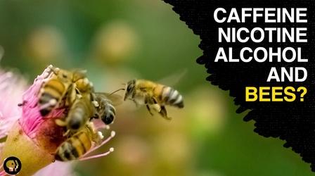 Video thumbnail: Gross Science Are Bees the Addicts of the Animal Kingdom?