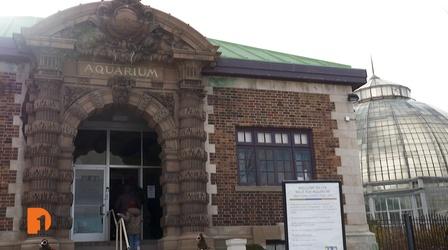 Video thumbnail: One Detroit Feeding Frenzy: Watch the Belle Isle Aquarium’s Fish Get Fed