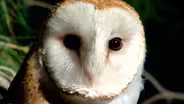 D4K: The Web Show: Owls