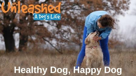 Video thumbnail: Unleashed: A Dog's Life Healthy Dog, Happy Dog