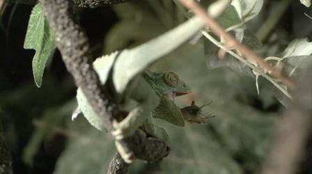 Video thumbnail: Earth Focus Urban Habitat Preview