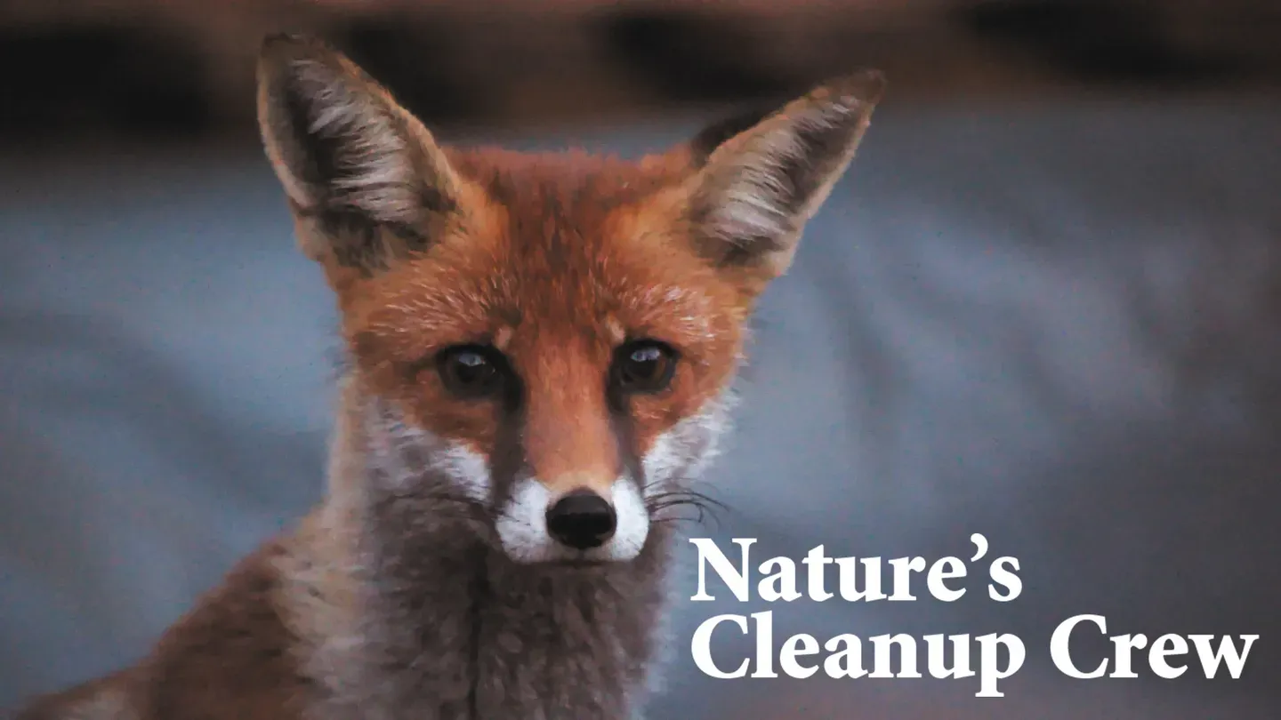 Nature's Cleanup Crew