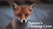 Nature's Cleanup Crew