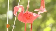 The Pink Flamingo