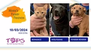 10/03/2024 | Romance, Wolfgang and Fender Bender  | Mark's Furry Friends | Web Extra