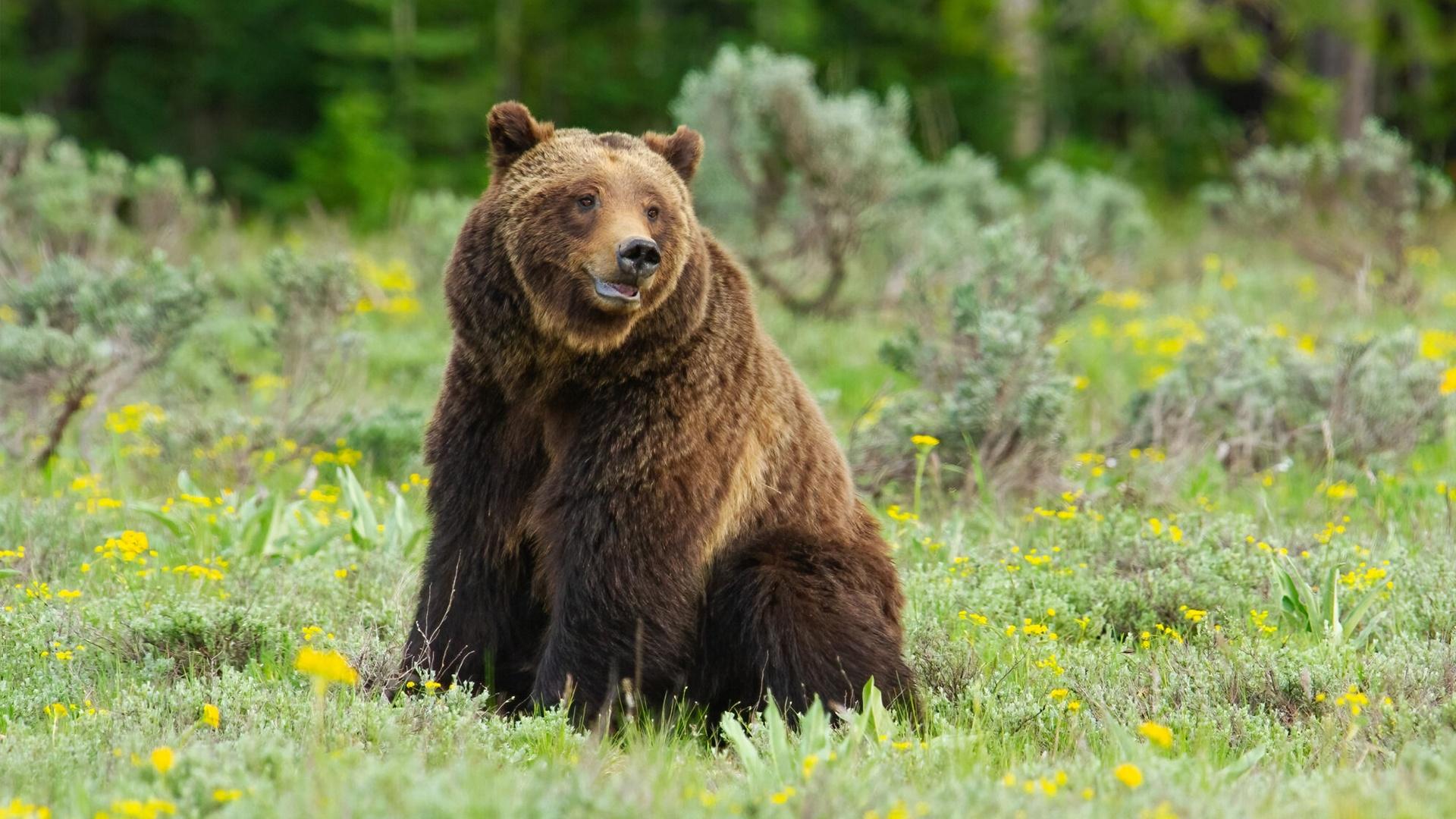 Grizzly bear sitting in woods with yellow blossoms