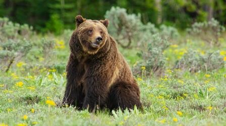 Video thumbnail: Nature Preview of Grizzly 399: Queen of the Tetons
