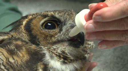 Video thumbnail: Nebraska Stories The Grand Dame of Raptor Rehab