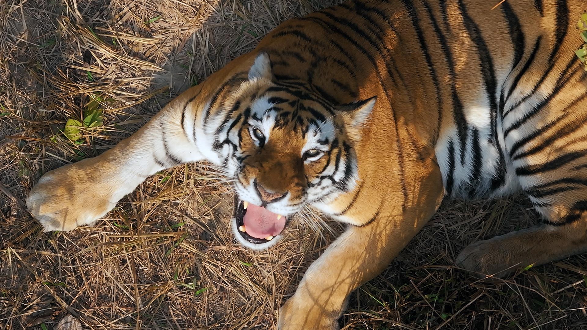 In Nepal, a team of wildlife experts begin an expedition following two tiger families.
