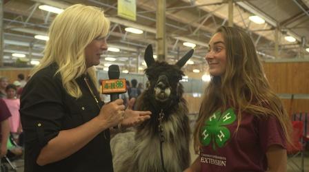 Video thumbnail: Minnesota 4-H: Growing True Leaders 2019
