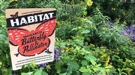 Video thumbnail: Central Texas Gardener Habitat Highway for Monarch Butterflies