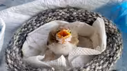 Sweet Binks Rescue