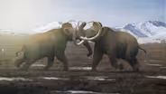 Why Male Mammoths Lost the Game (w/ TierZoo!)