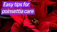 Poinsettia Care