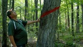 Understory | Can Ancient Wisdom Save the Forests?: asset-mezzanine-16x9