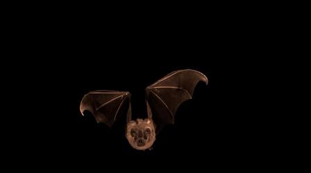 Video thumbnail: NOVA Unique Adaptations may Explain Bats' Resistance to Viruses