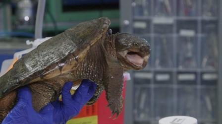 Video thumbnail: SCI NC NC State turtle team rescues injured turtles