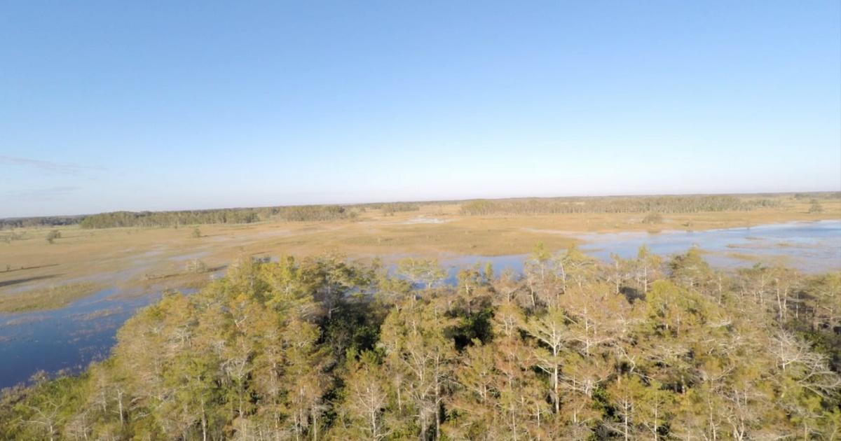 Battleground Everglades | Battleground Everglades Series Trailer | PBS