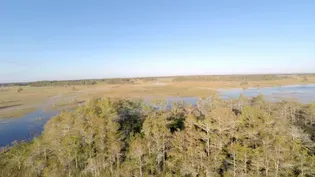 Battleground Everglades Series Trailer