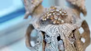 Other Curiosities